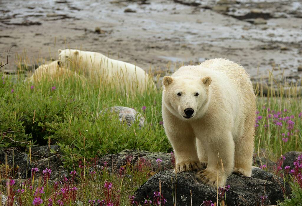 Bears on Shore