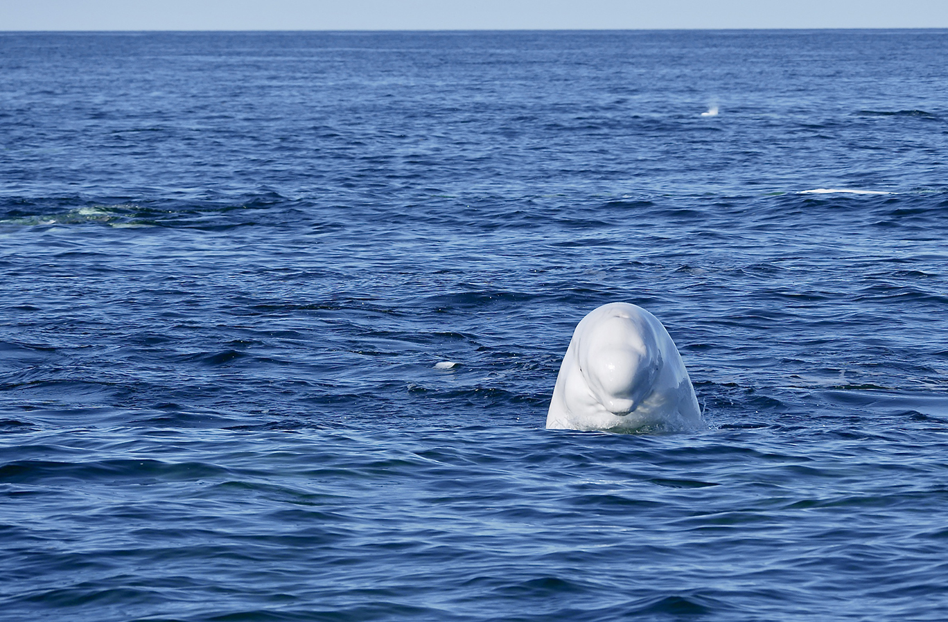 Beluga