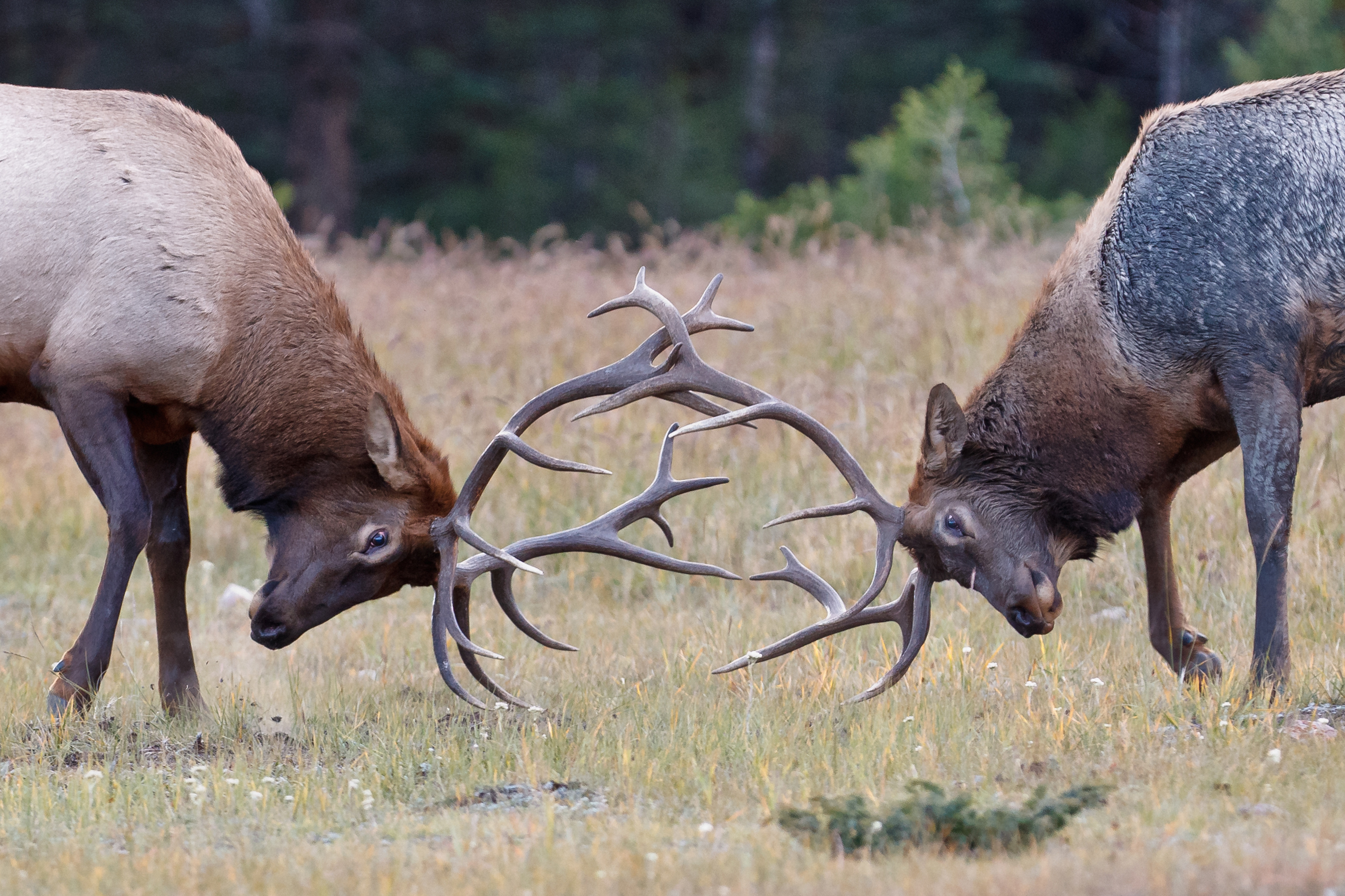 Elk fighting