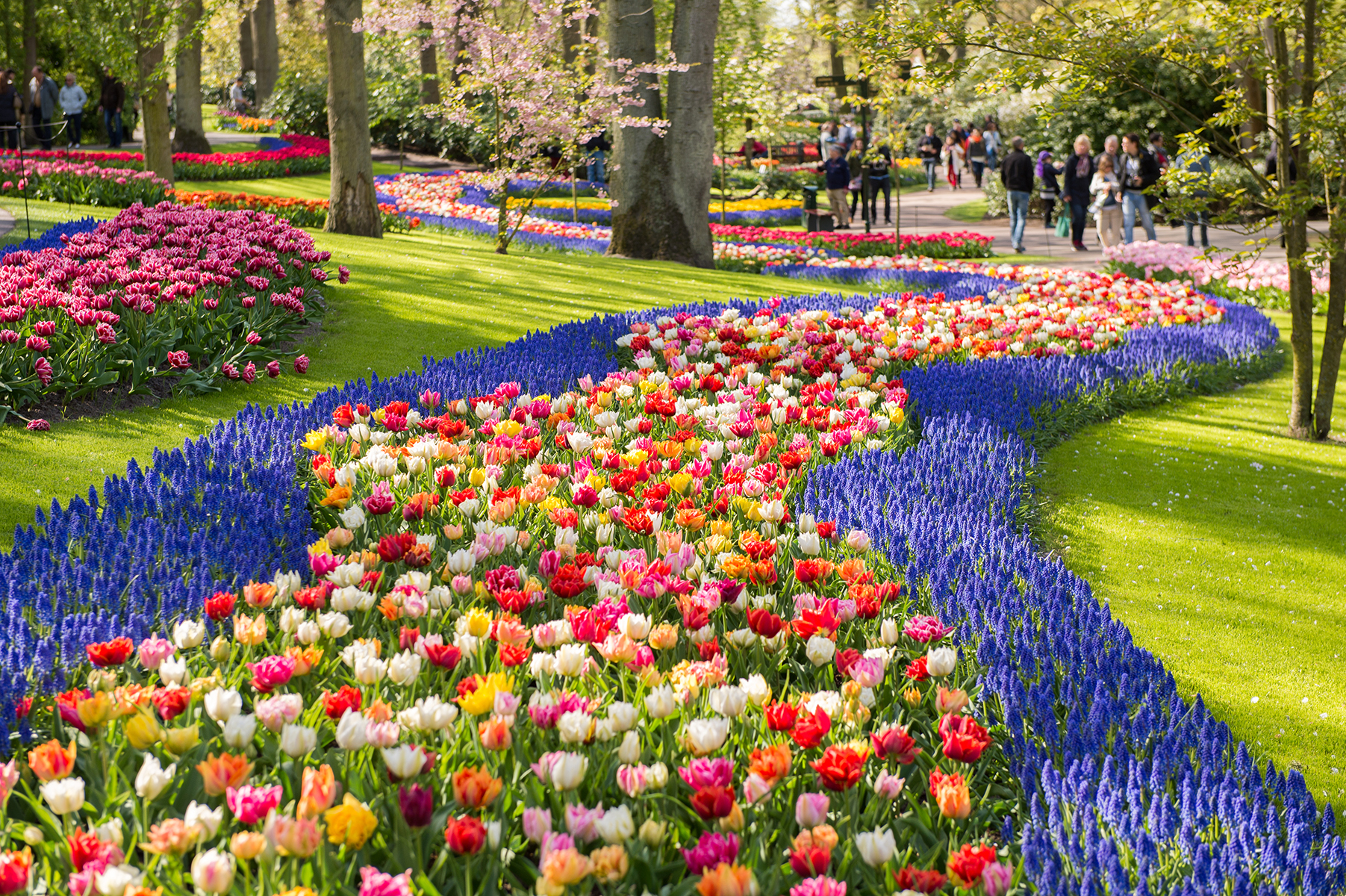 Flower garden in Keukenhof