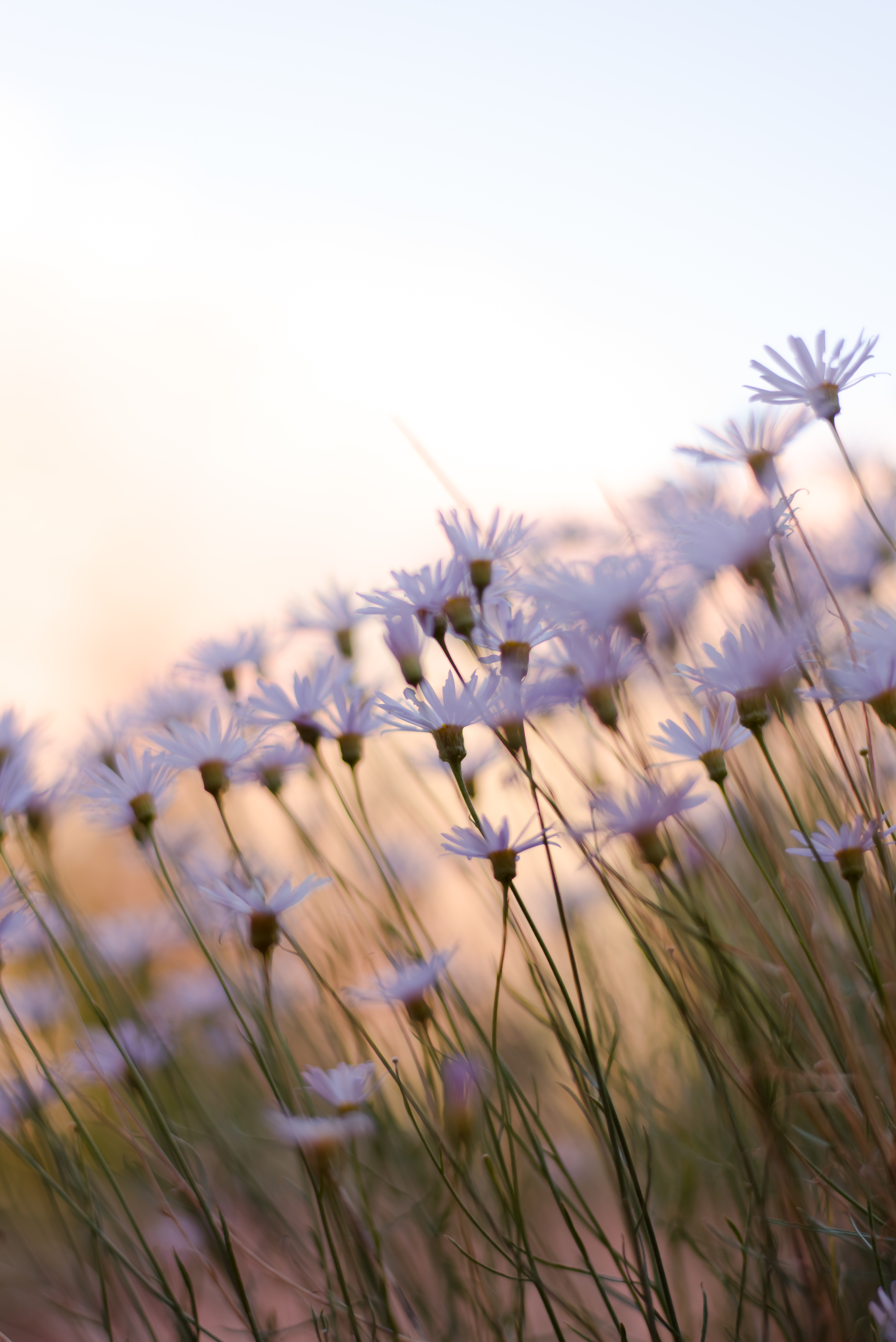 wildflowers