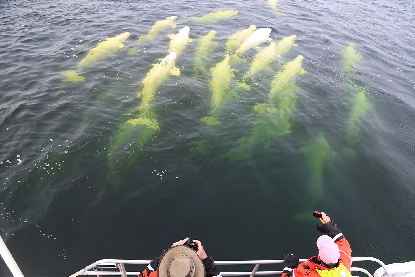 Whale off Sam Hearne