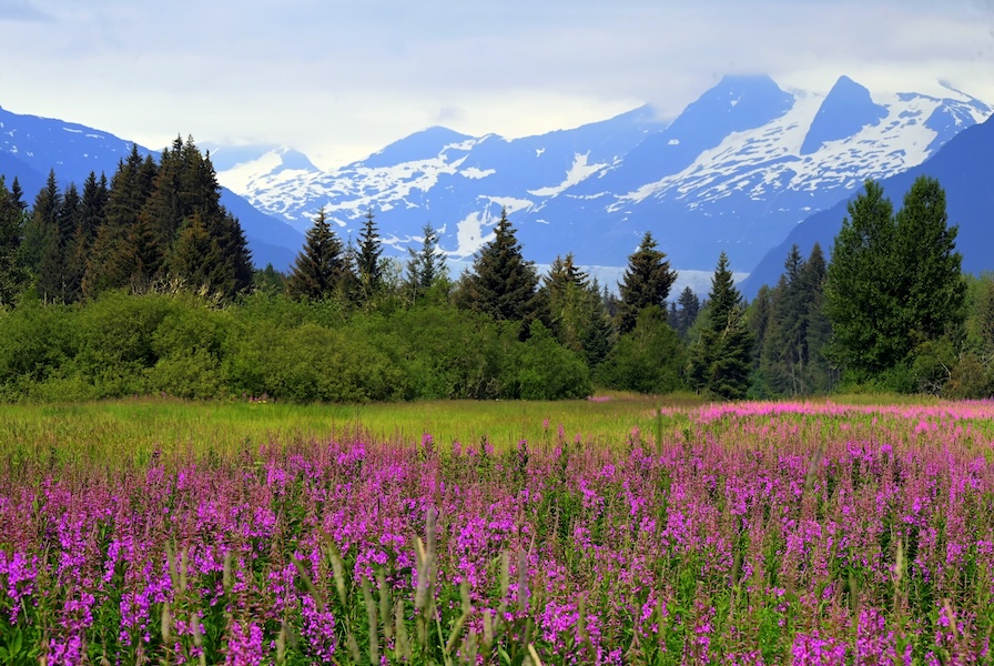 Meadow in Juneau Alaska
