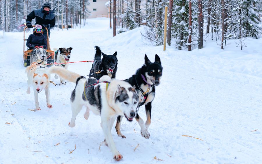 Dogsled husky safari at Pyha