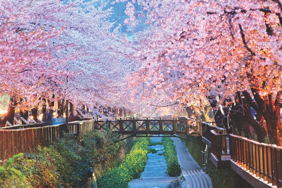 Cherry Blossom trees lining the riverbank in Japan