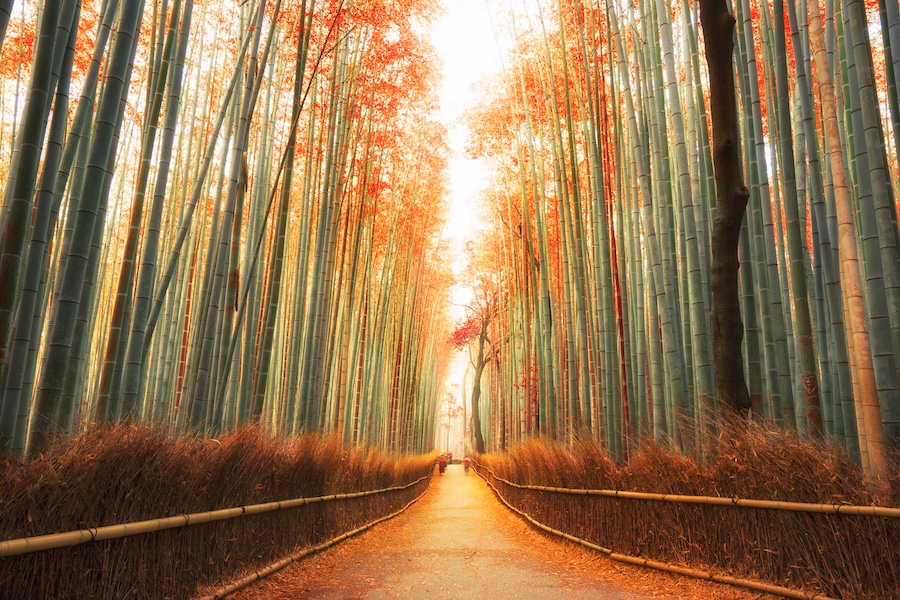 Tall thin trees lining a pathway in Kyoto