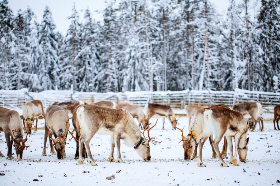 Traditional reindeer farm