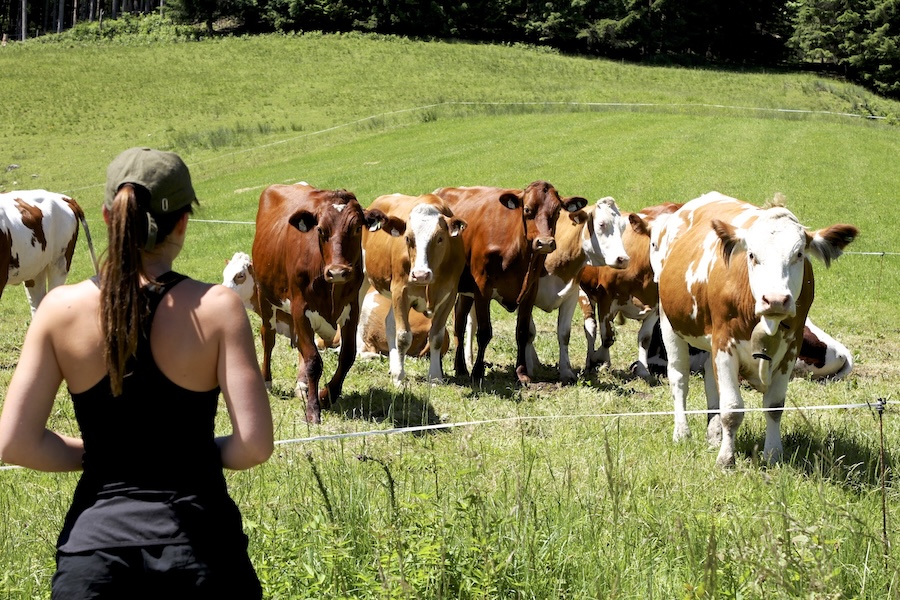Austrian Alps cows