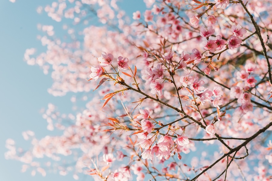 Cherry Blossom tree branch