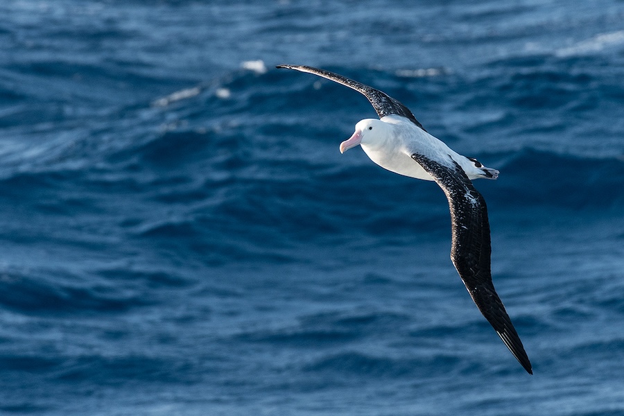 Bird flying over the ocean