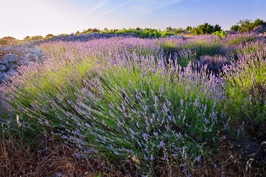 A field of lavender
