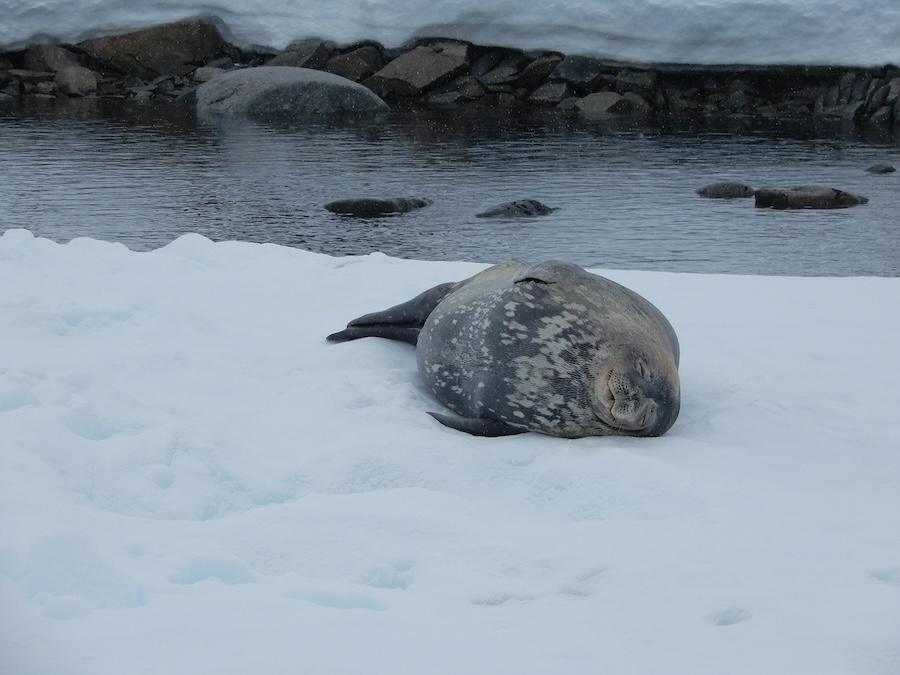 A seal on the snow near the water