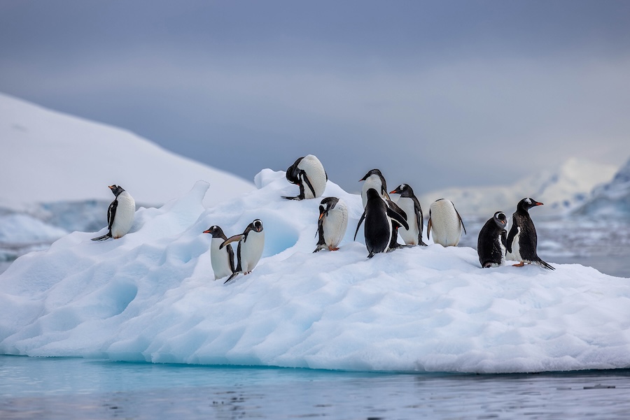 A group of penguins on a snowy beach by the water