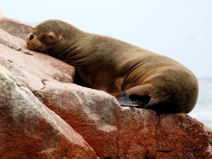 A baby seal sunbathing on a rock
