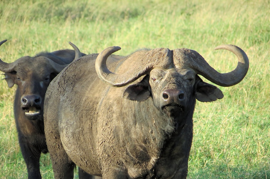 two buffalo