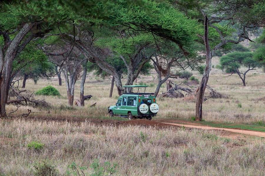 A safari vehicle driving through pains and trees