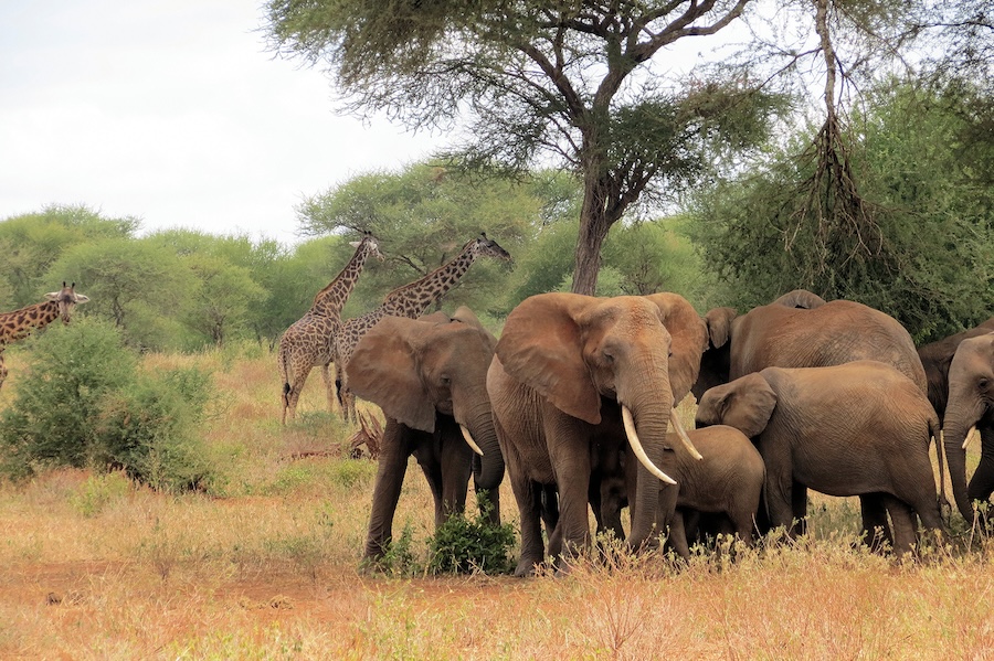 Elephants and giraffes