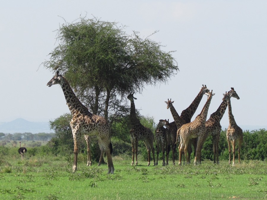 Giraffes