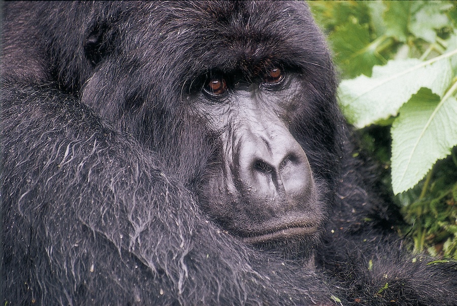 Gorilla