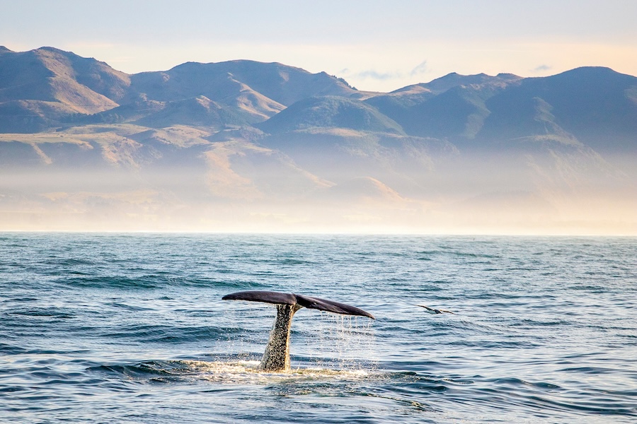 A whale tail popping out of the ocean