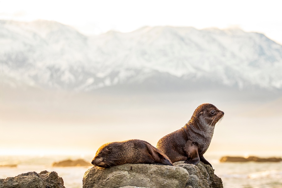 Seals sunbathing on a rock