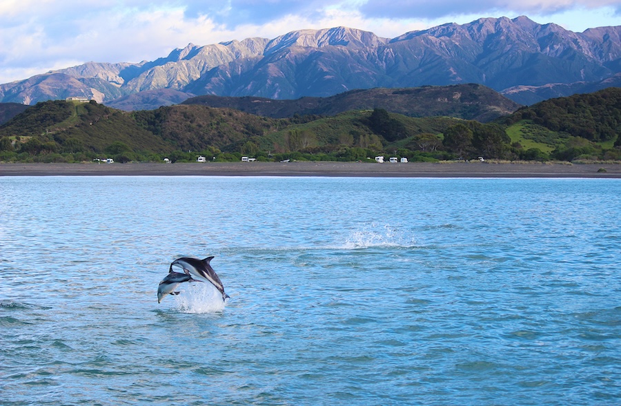 Dolphins jumping out of the ocean with mountainous terrain in the background