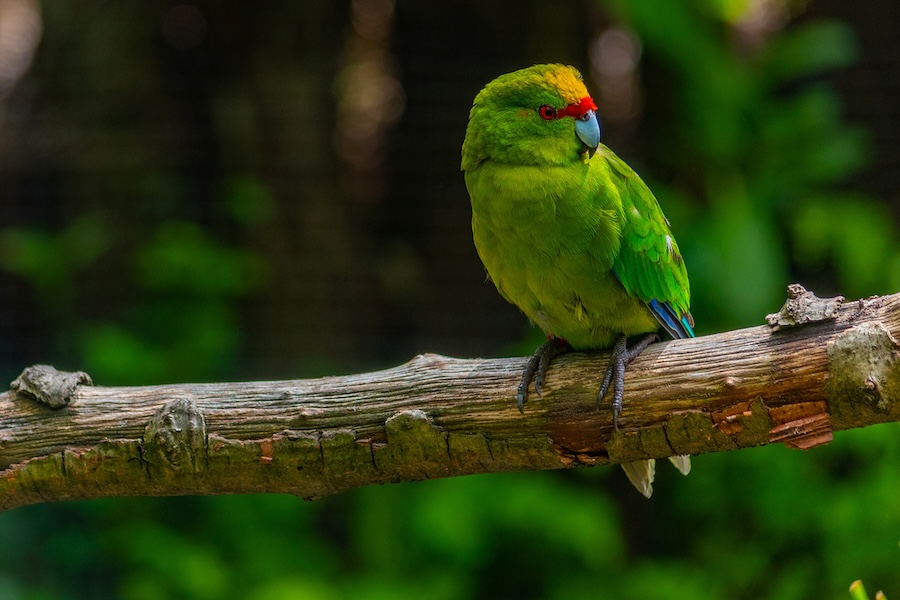 A green bird with a blue, red and yellow face perched on a branch