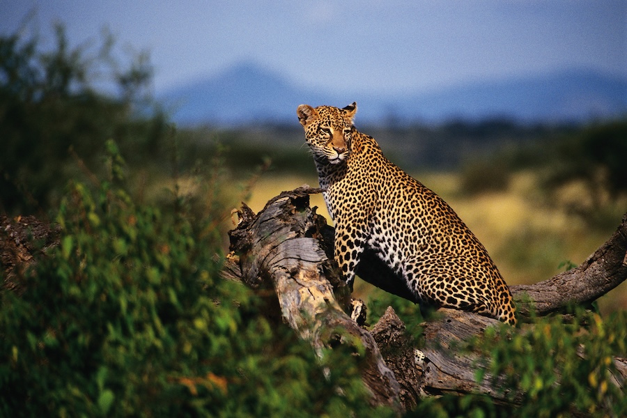 Leopard
