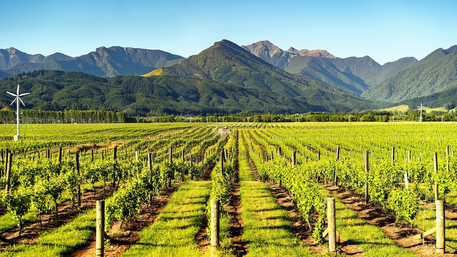 A vineyard with large green hills in the distance
