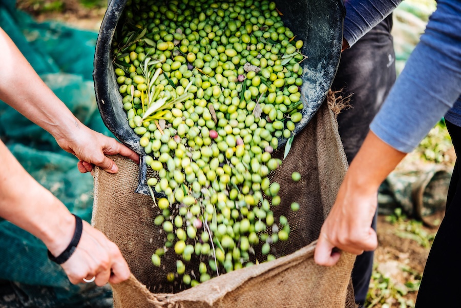 People making olive oil in a mill in Italy