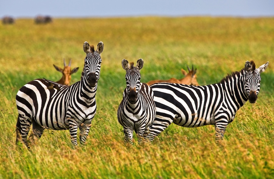 Zebras in the plains of Africa