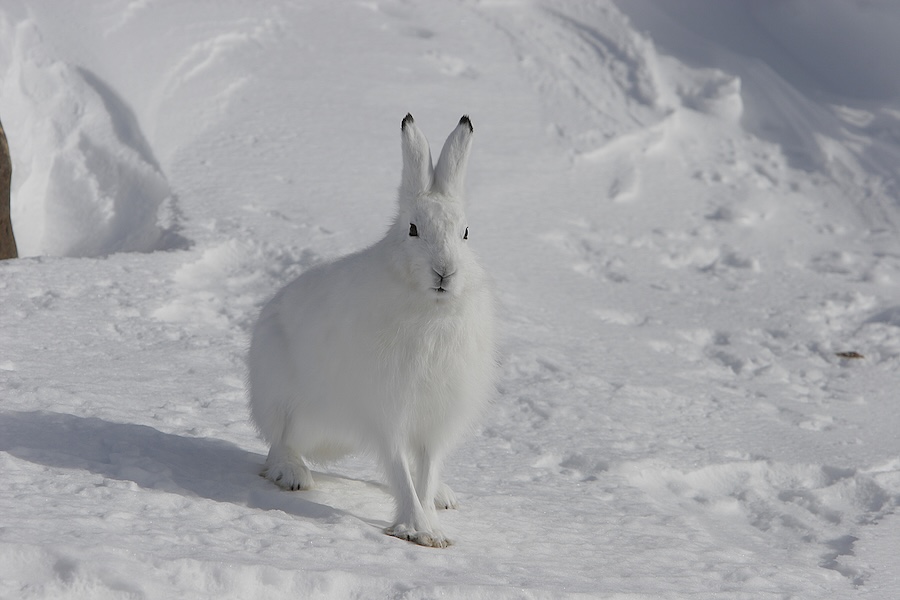 Arctic Hare