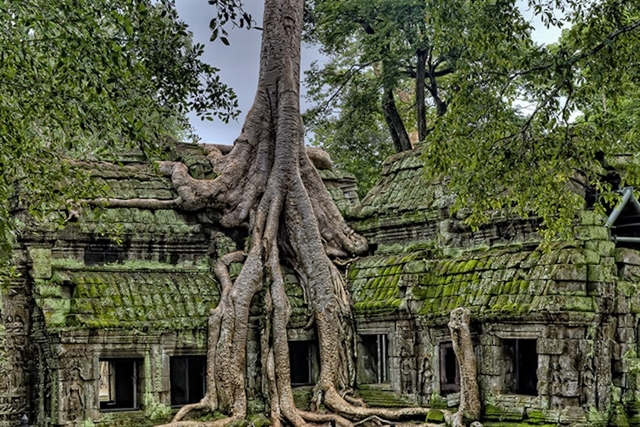 Tree roots growing over huts in Cambodia