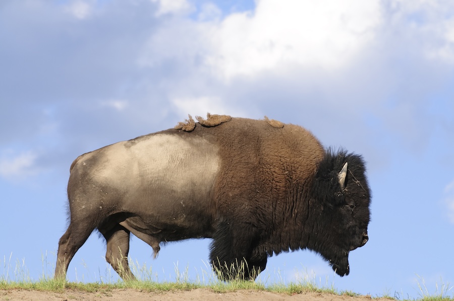 buffalo