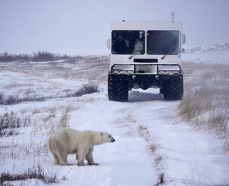 A polar bear crossing in front of an arctic crawler