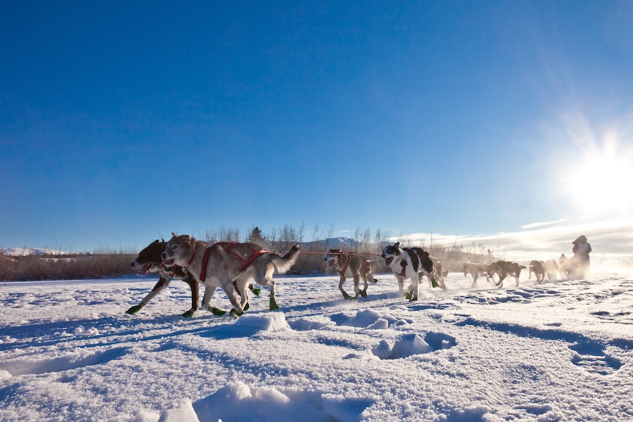 Dog sled team running across the snow on a clear sunny day