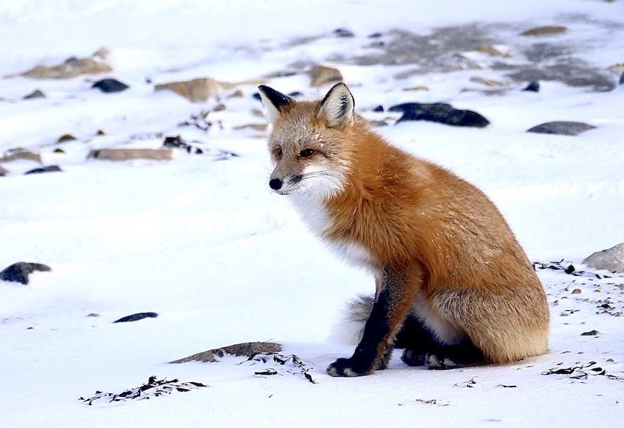 Fox