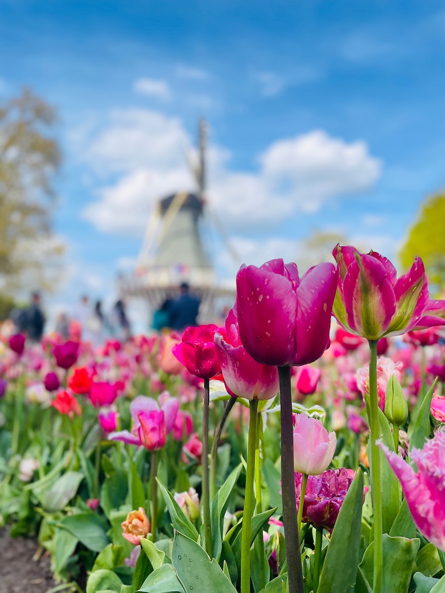 Bright pink flowers in Keukenhof