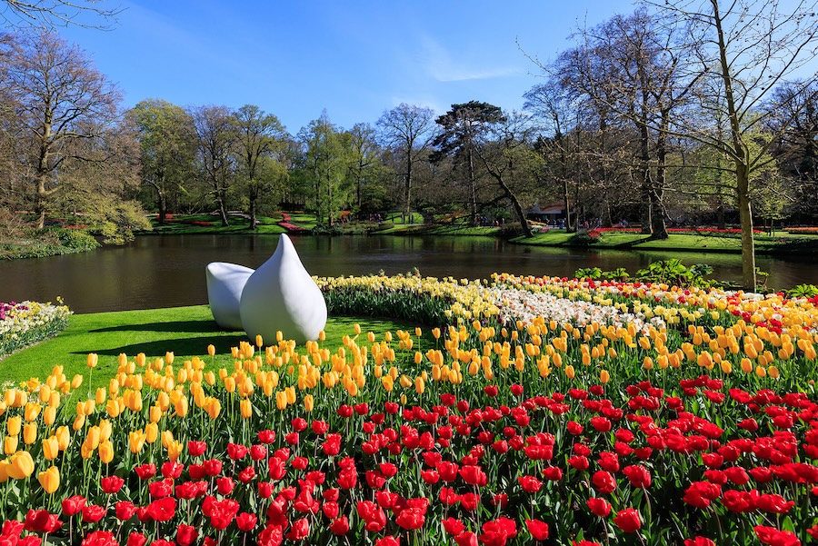 Field of red and yellow flowers in Keukenhof