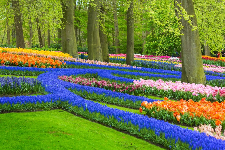 Field of flowers in Keukenhof