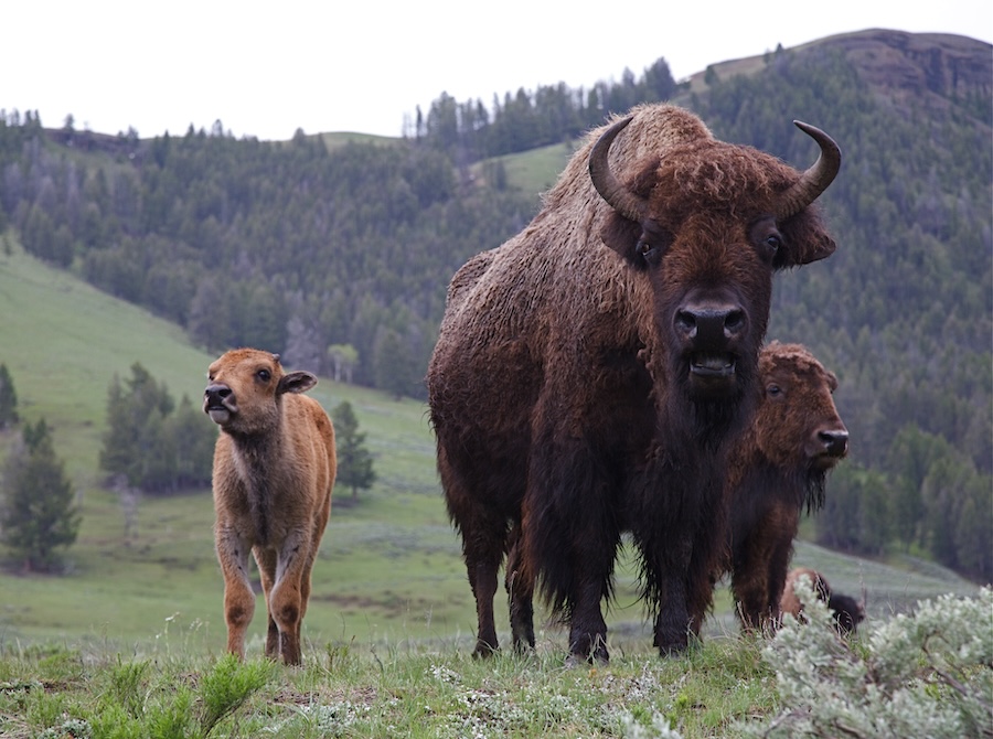 Buffalo in a grassy pasture surrounded by hills
