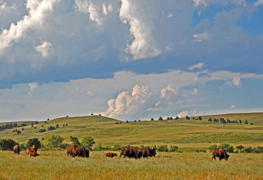 The plains of the National Parks