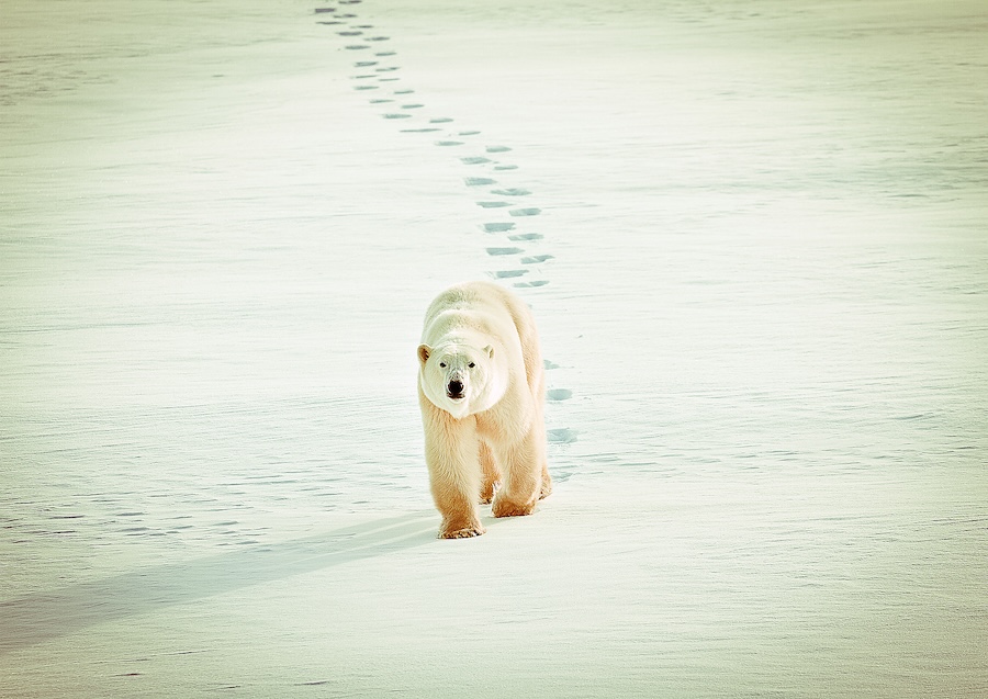 Polar bear walking and making tracks in the snow
