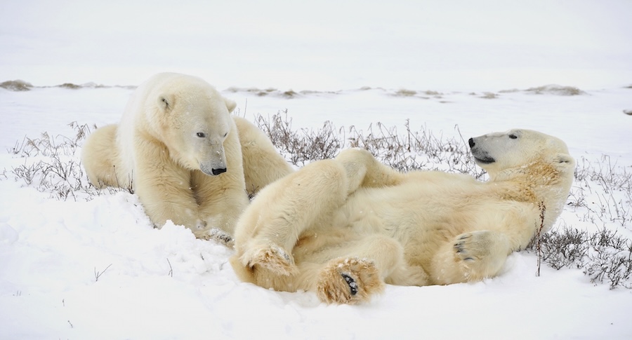 Polar bears playing