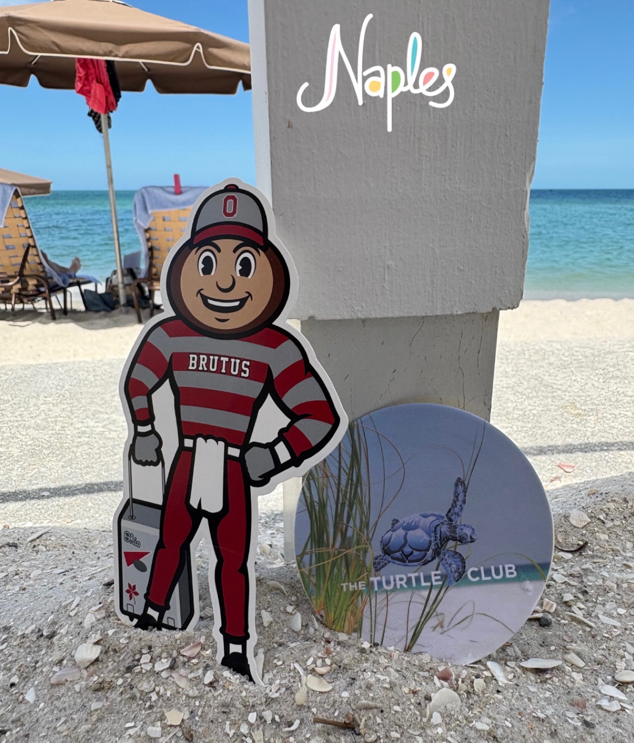 Brutus on a beach with a white sands, blue water, an umbrella and two lounge chairs in the background in Naples, Florida.