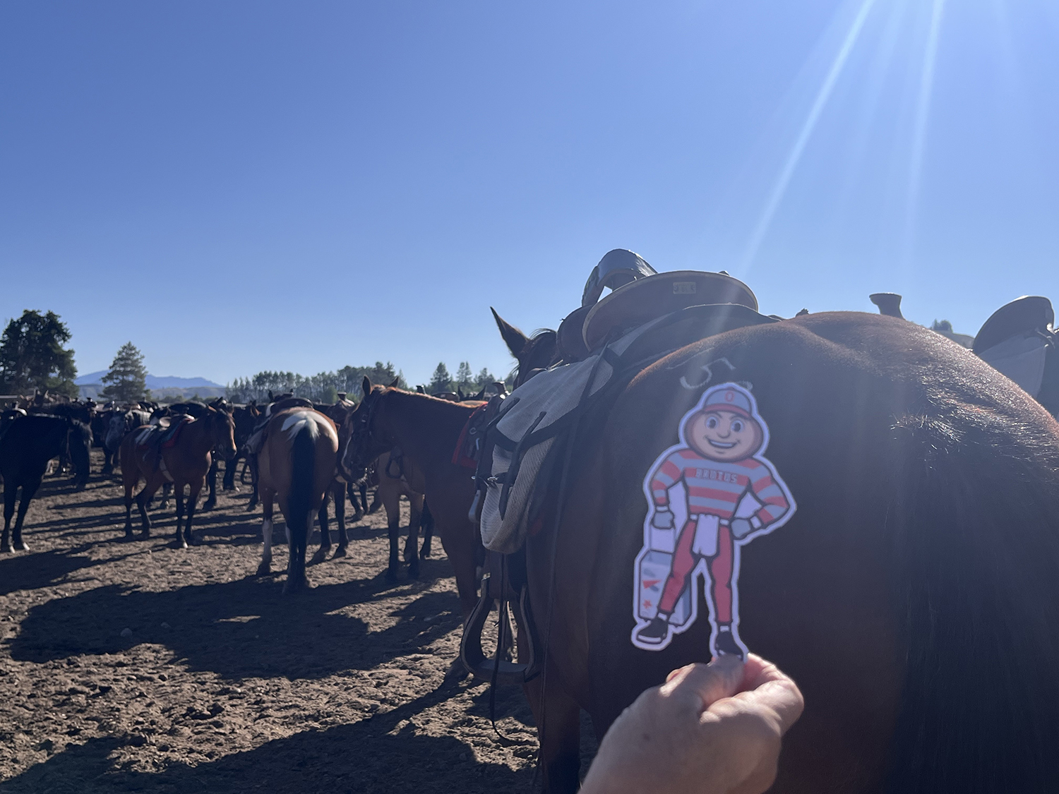 Brutus behind a heard of horses in Moose, Wyoming.