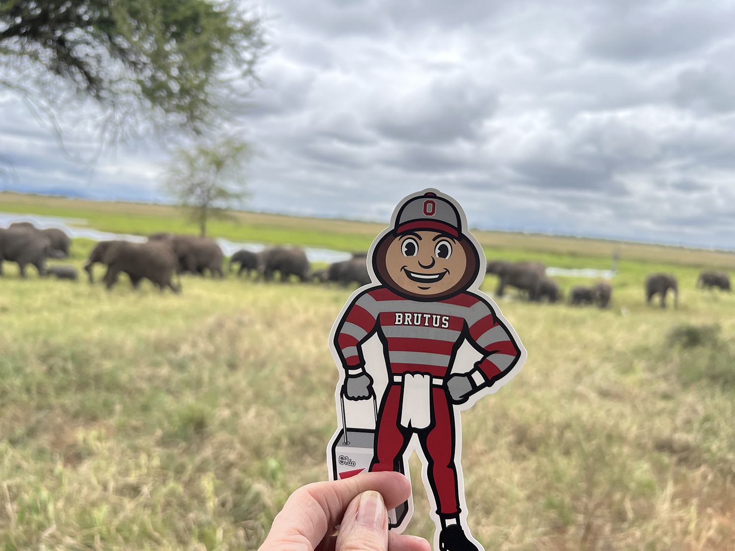 Brutus in front of a herd of elephants in a prairie in Tarangire, Tanzania.