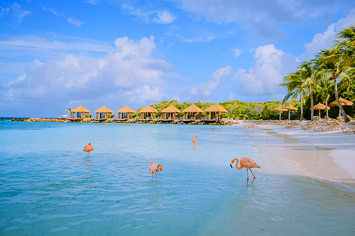 Oranjestad Flamingo