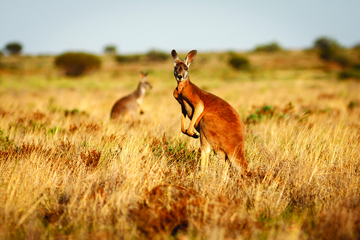 Kangaroos