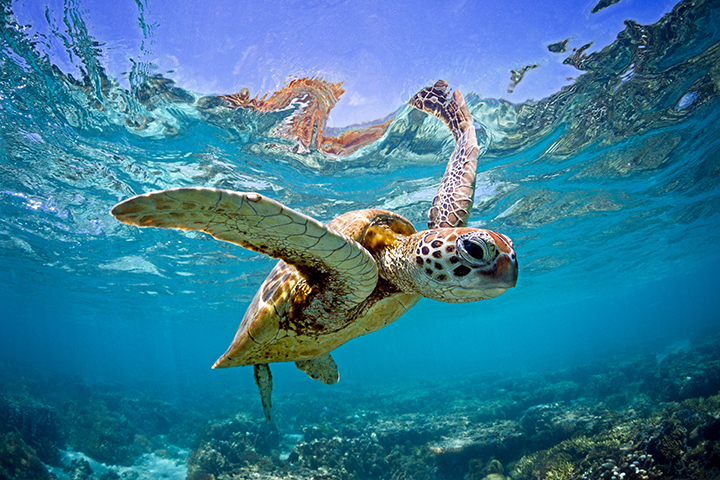 Sea Turtle